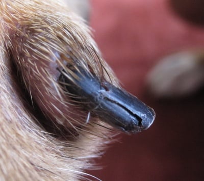 Защо се чупят кучешките нокти