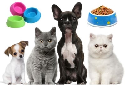 Защо е важно редовно да почиствате купичките на домашните любимци?