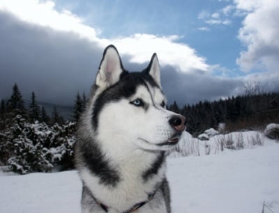 Защо вият Хъскитата?