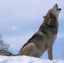 Защо вият вълците