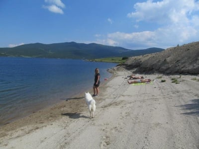 На плажа във Варна бе застреляно домашно куче - търси се Зоополицията!