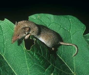 Еструска земеровка