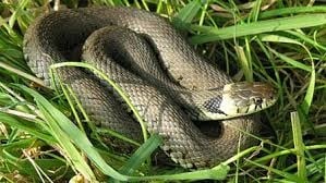 Змии нападнаха Пловдив