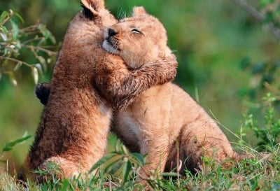 Убити лъвове в зоопарк