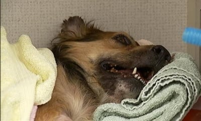 Зоополицията във Варна вече работи, след като вързано куче бе пребито до смърт