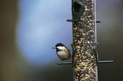 Зимата дойде, нека се погрижим за пойните птици като дарим "Зрънце любов"