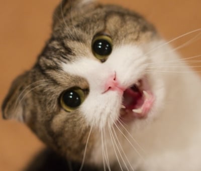 Колко звука могат да издават котките?