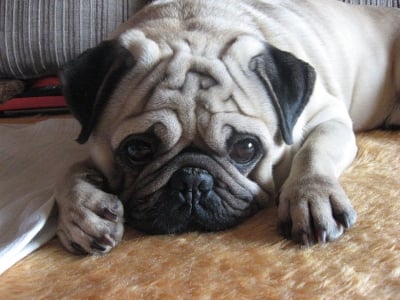 Две хубави очи