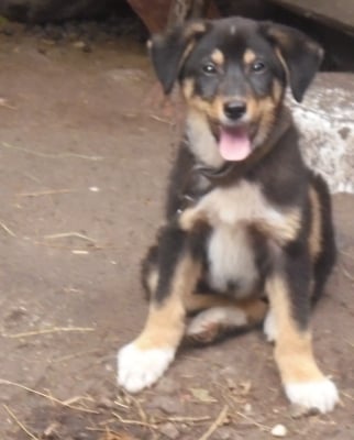 Джони за любимец на деня