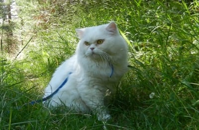 На разходка