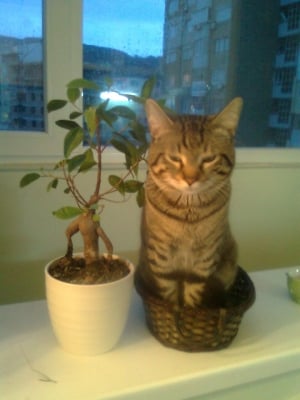 Как да не го обичаш, Бъзчо! 