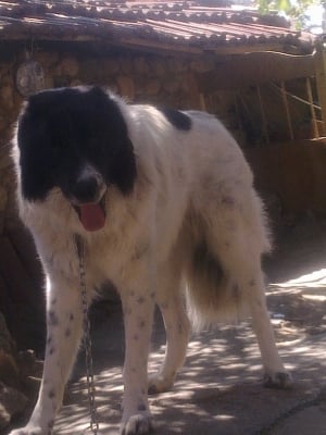 Нашият красавец - Арчи