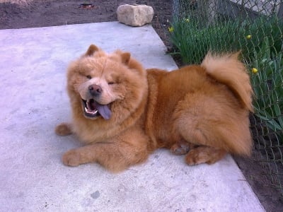 Мъжко чау чау на 2 години