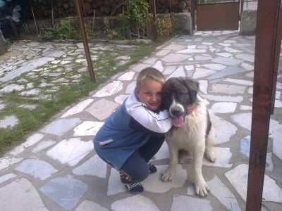 balgarsko ovcharsko kuche