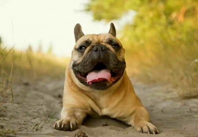 Моят френски булдог 