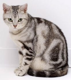 Американска късокосместа