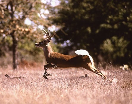 Антракс при дивите животни