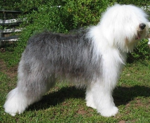 Бобтейл (Староанглийска овчарка)