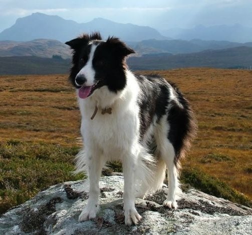 Бордър коли