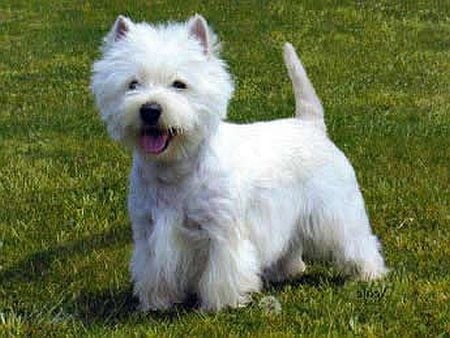 Бял териер (Уести)