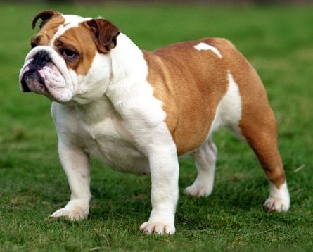 Английски булдог