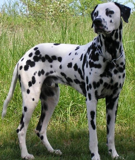 Далматинец