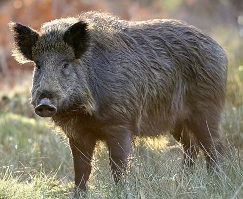 Дива свиня (Глиган)