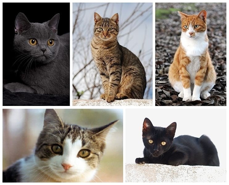 Котка, Домашна котка