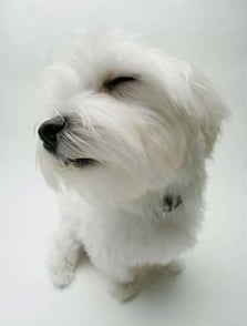 Фарингит при кучето