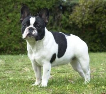 Френски булдог