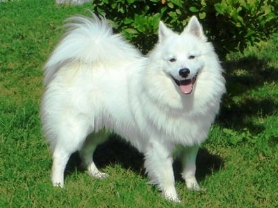 Немски шпиц - голям