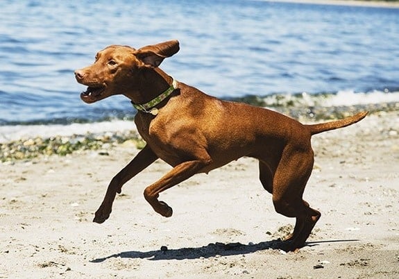 Изследване на Опорно - двигателната система при кучето