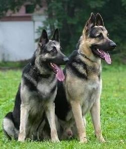 Източно-европейска овчарка