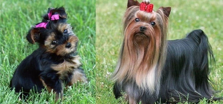 Йоркширски териер