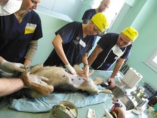 Кастрация и стерилизация при кучето