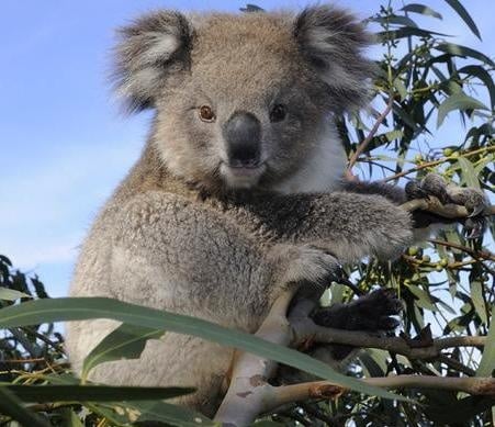 Коала
