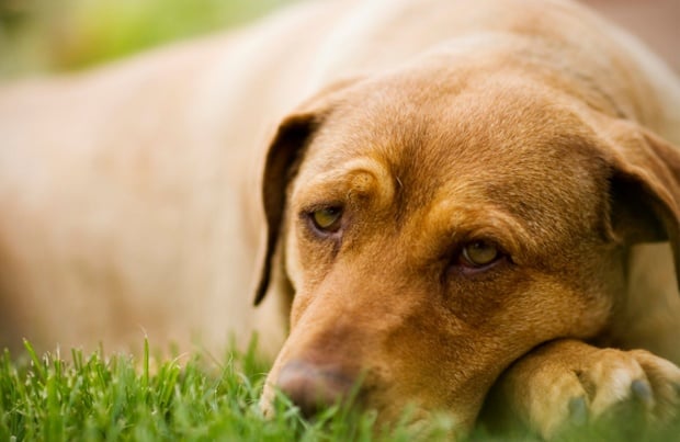 Лаймска болест при кучето