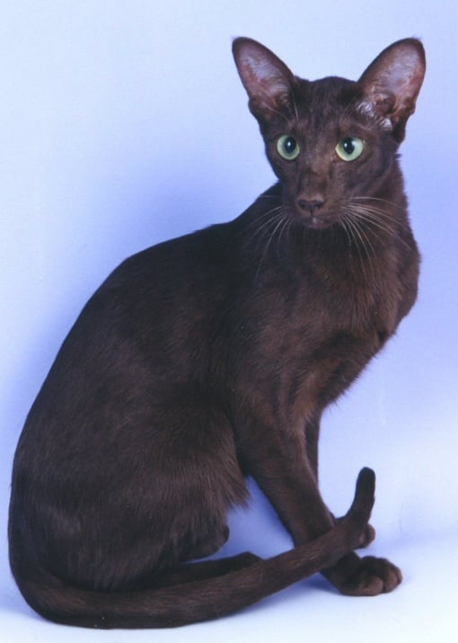 Ориенталска котка