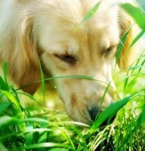 Растения, подобряващи апетита и храносмилането при животните