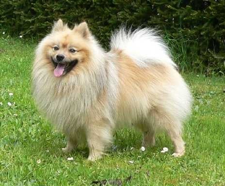 Немски шпиц - среден