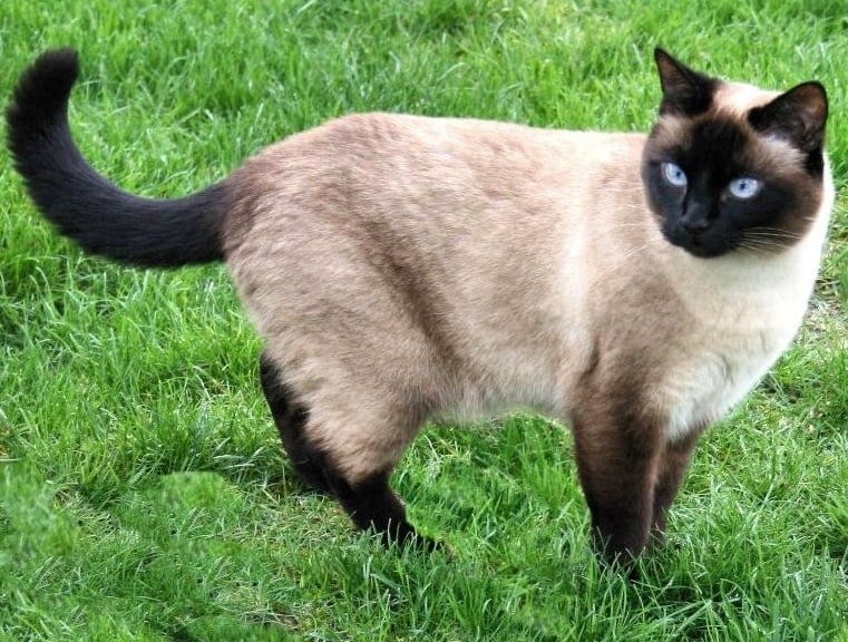 Тайска котка