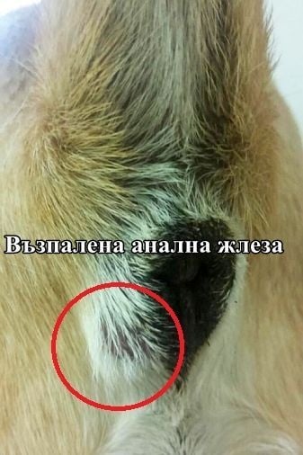 Възпалена анална жлеза