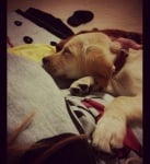 Barry - лабрадор