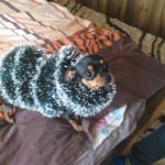 моето малко и палаво куче