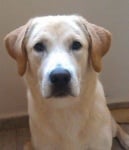 нашето голямо коледно подаръче-Роби