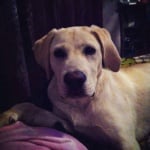 My Sweet Lab :)