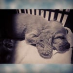 Кокерче фурия