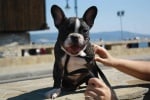 Крум - the French bullldog