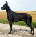 Немски дог (Немски мастиф)