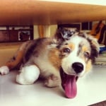 Сладко кученце